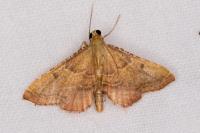 Endotricha flammealis