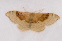 Idaea degeneraria