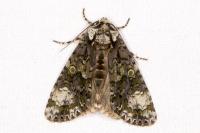 Craniophora ligustri