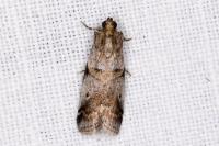 Acrobasis