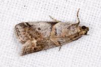 Acrobasis