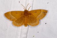 Lasiocampa quercus