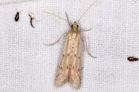 Phycitodes
