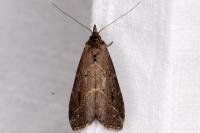 Schrankia costaestrigalis