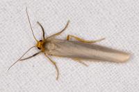 Manulea complana