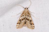 Parapoynx stratiotata