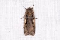 Xestia c-nigrum