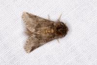 Thaumetopoea processionea
