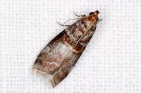 Acrobasis advenella