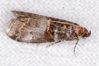 Acrobasis advenella