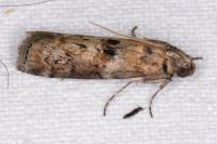 Phycita roborella