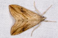 Evergestis forficalis