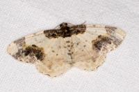 Ligdia adustata