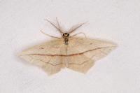 Timandra comae