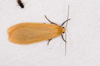 Wittia sororcula