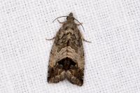 Cydia splendana