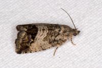Cydia splendana