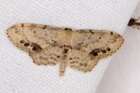 Idaea dimidiata