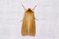 Mythimna pallens