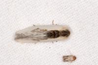 Cilix