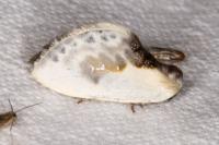 Cilix