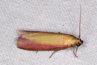 Oncocera semirubella