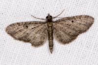 Eupithecia virgaureata