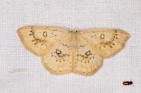 Cyclophora annularia