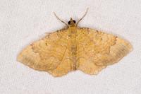 Camptogramma bilineata