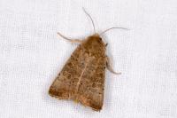 Hoplodrina ambigua