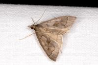 Mecyna asinalis