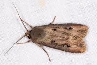Agrotis exclamationis