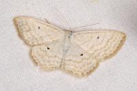 Scopula immutata