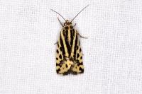 Emmelia trabealis