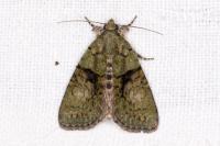 Cryphia algae