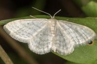 Idaea subsericeata