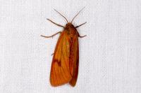 Diacrisia sannio