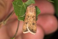 Agrotis segetum