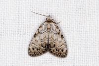 Meganola strigula