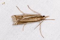 Ancylolomia tentaculella