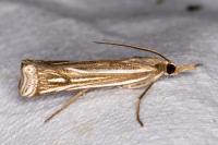Ancylolomia tentaculella