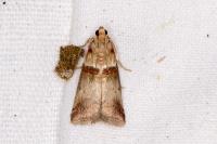 Acrobasis tumidana