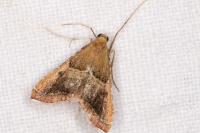Endotricha flammealis