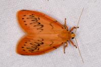 Miltochrista miniata
