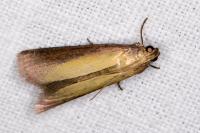 Oncocera semirubella