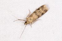 Homoeosoma sinuella