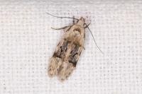 Altenia scriptella