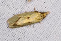 Agapeta hamana