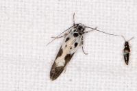 Ethmia quadrillella