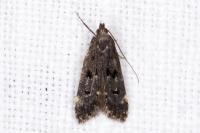 Dichomeris alacella